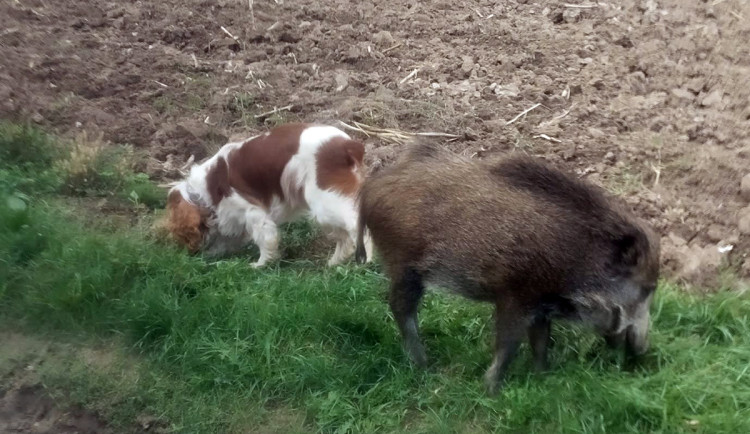 VIDEO: Bachyňka Andulka hvězdou na sítích. V záchranné stanici Pateřín si rozumí se psy i dětmi