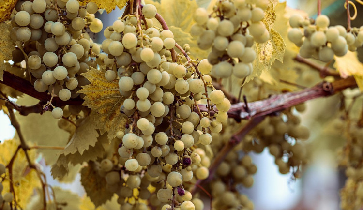 Přizpůsobení závlahy růstové fázi révy vinné může zvýšit výnos. Pozitivní výsledky vykázal test z Břeclavska
