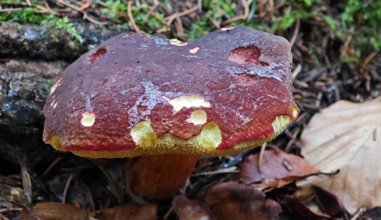 BLOG: Hřib sametový byl milým bonusem při sběru lišek nálevkovitých