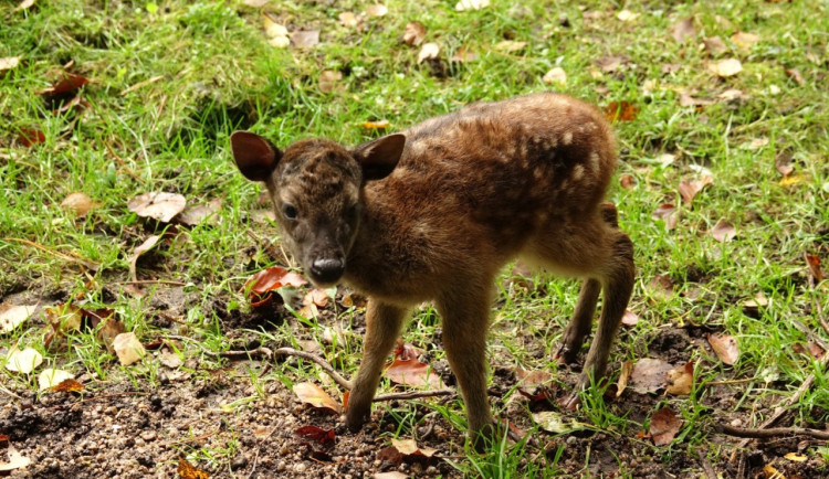 Liberecká zoo má po dvou letech mláďata vzácných filipínských jelínků