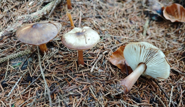 BLOG: Penízovka kuželovitá, věrný průvodce pozdního podzimu