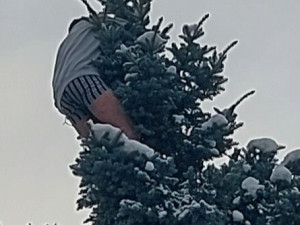 Muž se kolem půlnoci svlékl a vylezl na strom v centru Jihlavy. Pomoci se bránil. Foto: Se svolením Policie ČR