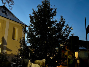 VIDEO: Také v Dolní Cerekvi zahájili advent. Stromek u kostela rozsvítil anděl