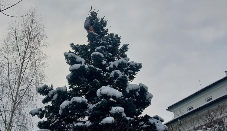 Muž se kolem půlnoci svlékl a vylezl na strom v centru Jihlavy. Pomoci se bránil. Foto: Se svolením Policie ČR