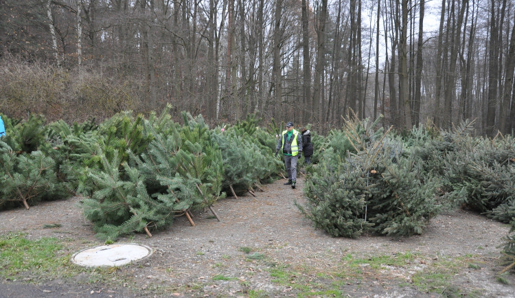 Už v sobotu začne prodej vánočních stromků u Košináře, vyjdou na pár stovek