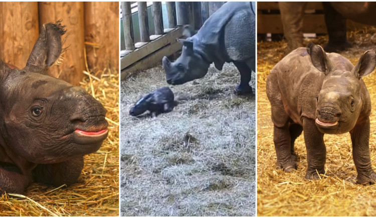 VIDEO: Zoo zveřejnila unikátní záběry z porodu nosorožce, na mládě čekali 9 let