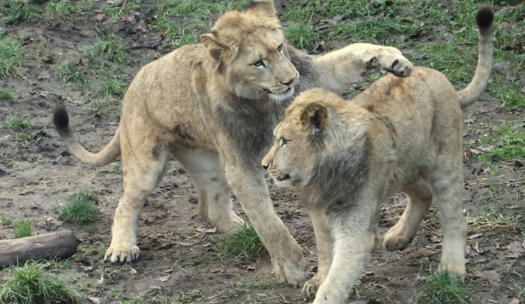 Lvi berberští v ohrožení. Hodonínská mláďata pomohou zachránit celý druh