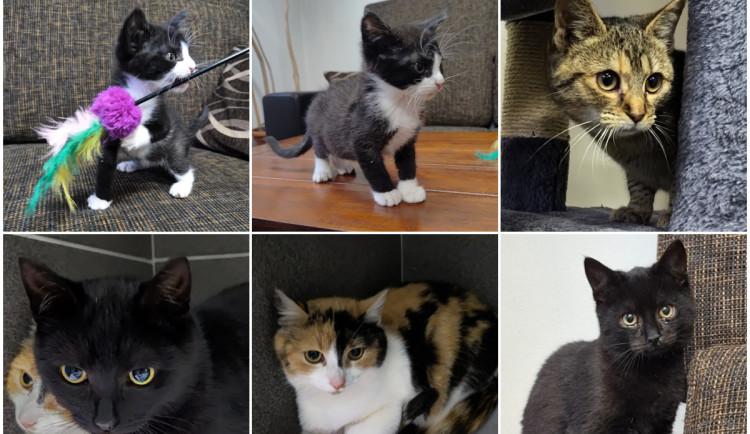 První a druhý zleva Bubla, první řada třetí zprava Evička, druhá řada zleva: František, Pavlínka a Toník