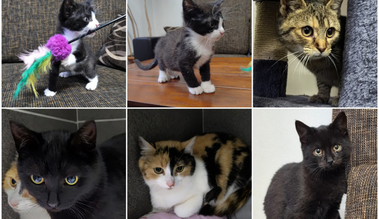 HLEDÁME PÁNÍČKA: Po novém domově touží před Vánocemi pětice kočiček