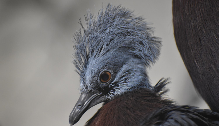 V Brně se narodilo mládě největšího holuba světa, radují se chovatelé