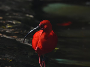 FOTO: Návštěvnost zoo v Jihlavě zřejmě překoná loňský rok, rekord však asi nepadne