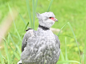 FOTO: Návštěvnost zoo v Jihlavě zřejmě překoná loňský rok, rekord však asi nepadne