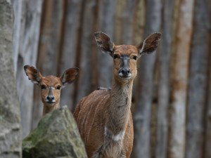 FOTO: Návštěvnost zoo v Jihlavě zřejmě překoná loňský rok, rekord však asi nepadne