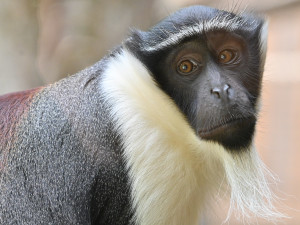 FOTO: Návštěvnost zoo v Jihlavě zřejmě překoná loňský rok, rekord však asi nepadne