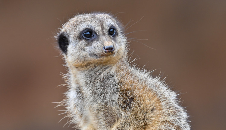 FOTO: Návštěvnost zoo v Jihlavě zřejmě překoná loňský rok, rekord však asi nepadne. Foto: Marie Buláková