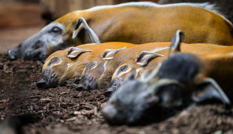 O Vánocích do zoo za sto korun. Pražská zahrada zlevnila své vstupné