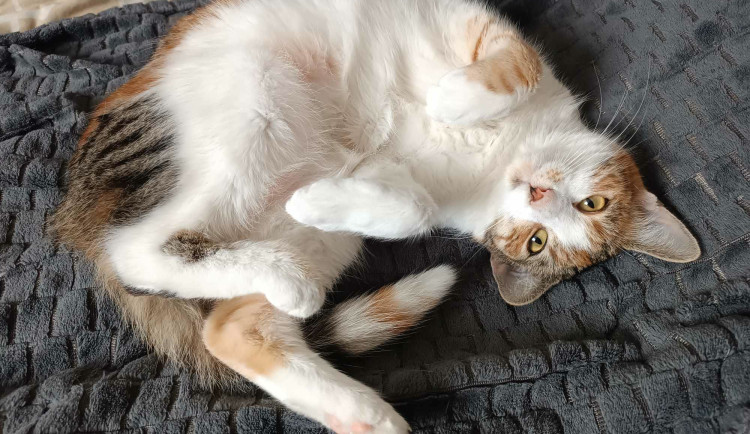 V Boskovicích někdo chytá kočky do nástrah. Jednu už utýral a odhodil do kanálu