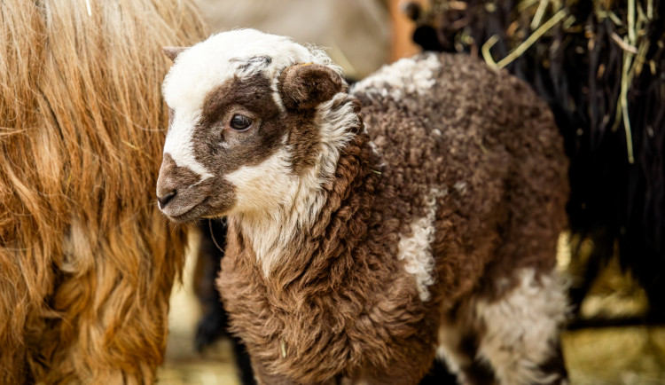 Zimní překvapení v Zoo Ostrava, narodilo se tam pět tmavých jehňat valašek