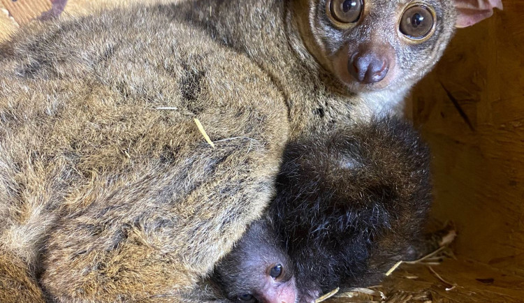 VIDEO: Novoroční radost z mláďat v Zoo Jihlava. Živo je u lenochodů i komb