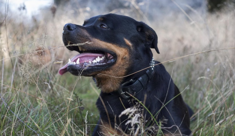 Dva rotvajleři napadli před obchodem v Olomouci ženu. Majitel je špatně uvázal