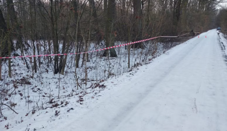 Pozor v černovírském lese. Do konce ledna se zde budou kácet stromy, hrozí riziko úrazu