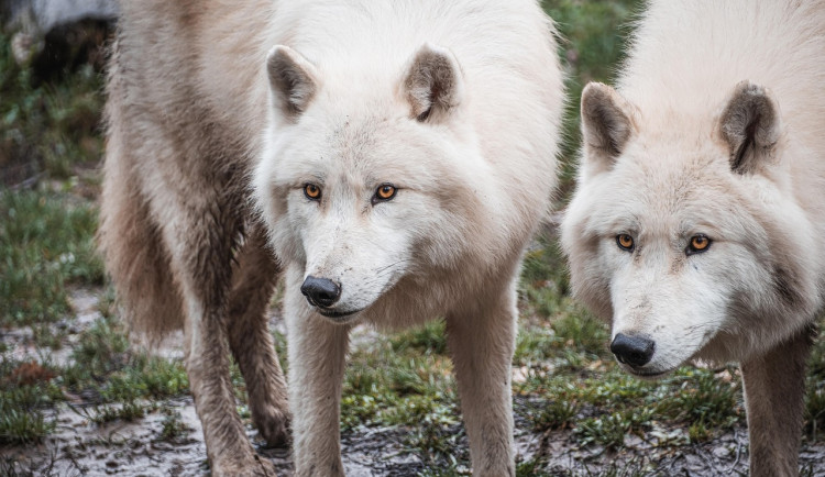 Farmáři v hradeckém kraji dostanou po řádění vlků miliony na odškodném