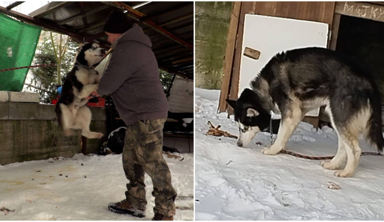 Majky byl uvázaný krátkou šňůrou u nezateplené boudy. Pomohla mu změna zákona