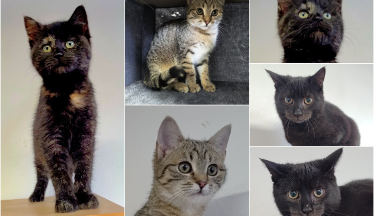 Povánoční nabídka koťátek. Nový domov chce Miluška, Žofinka a Toník