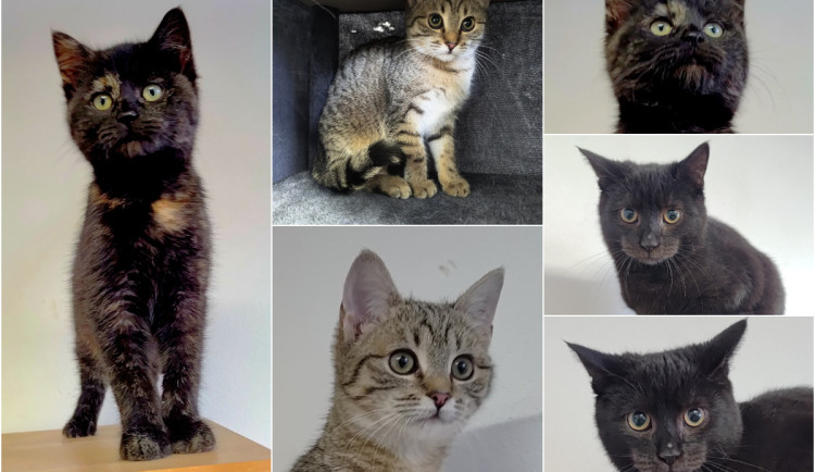 HLEDÁME PÁNÍČKA: Povánoční nadílka koťátek. Nový domov chce Miluška, Žofinka a Toník