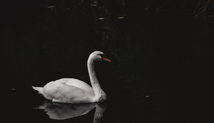 Na Chebsku znovu řeší úhyn labutí. Lidé mají být obezřetní a nálezy hlásit