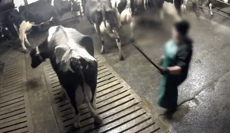 VIDEO: Krávy mlácené do hlavy, odvlečená nemohoucí telata. Otřesné záběry z farem na střední Moravě