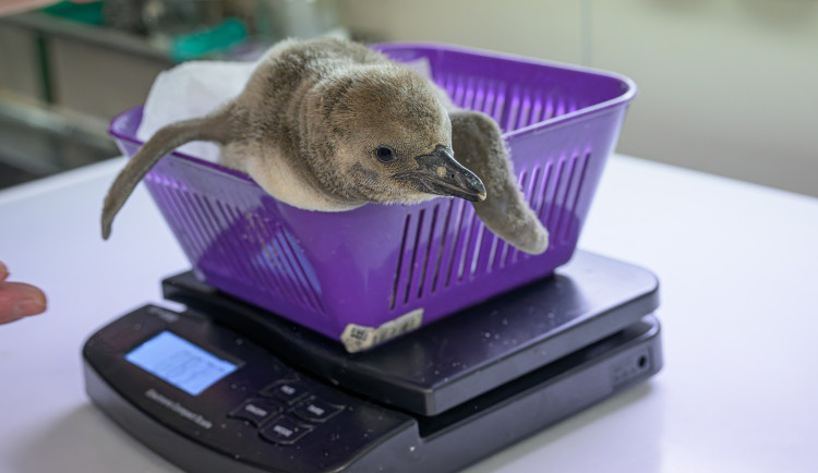 Roztomilé tučňáčí mládě z pražské zoo roste jako z vody. Váží skoro kilo a půl