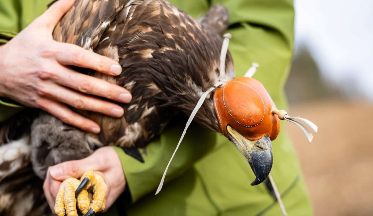 Vypuštění orla mořského v Horní Cerekvi 2024, Foto: Poskytla stanice Pavlov