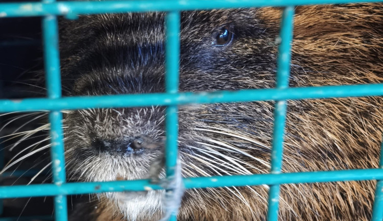 Břeclav vyfotila nutrie uvězněné v klecích. Je to poprava, bědovali místní