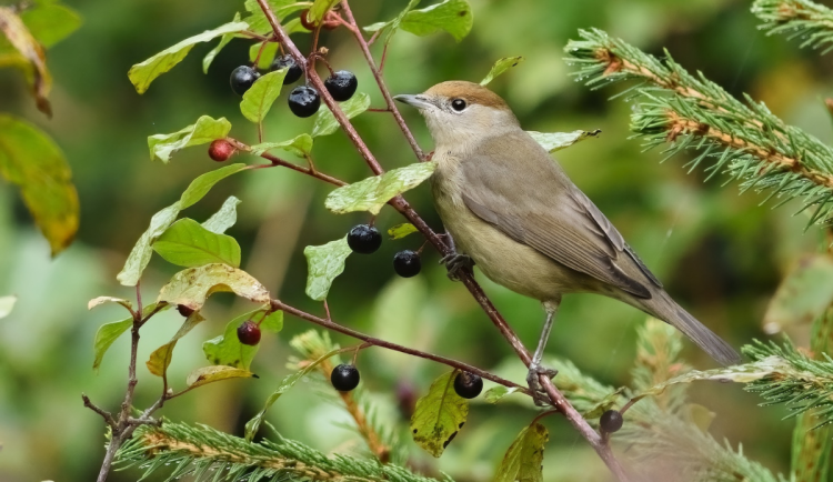 Ptákem roku 2026 je pěnice černohlavá, výborný zpěvák i symbol století českých ornitologů
