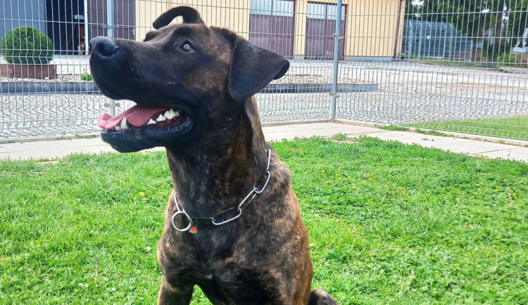 HLEDÁME PÁNÍČKA: Výběr plemene je zásadní. Dvouletý Apolo není pes pro každého