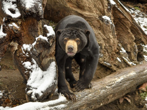 Zima v Zoo Jihlava: Irbis září, plameňáci šetří teplo, panda si užívá sníh