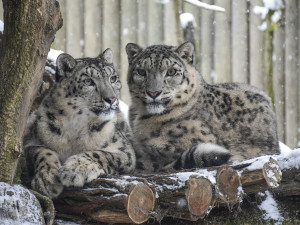 Zima v Zoo Jihlava: Irbis září, plameňáci šetří teplo, panda si užívá sníh