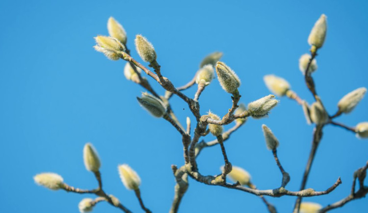 Tento týden nás čeká jarní počasí.