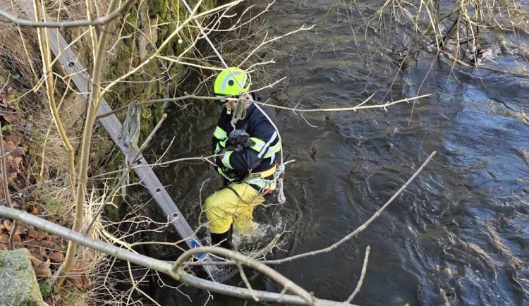 Záchrana mazlíčků. Štěně spadlo do řeky, kočka uvázla v okně