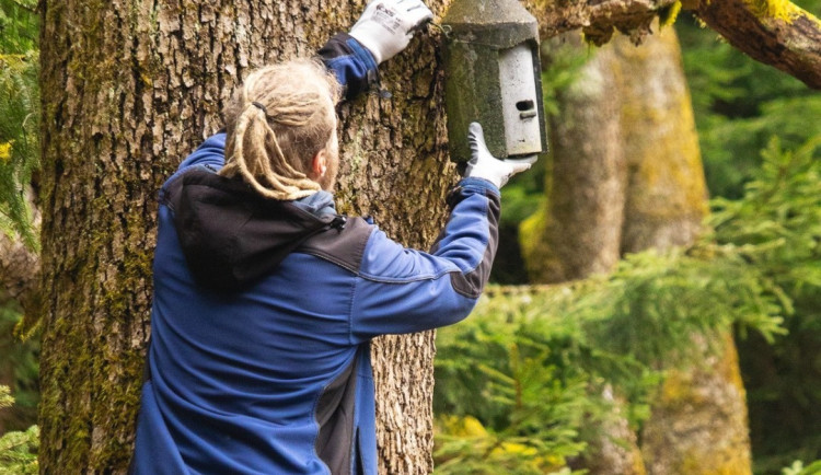 Dobrovolníci na Ještědu opravili desítky netopýřích a sovích budek