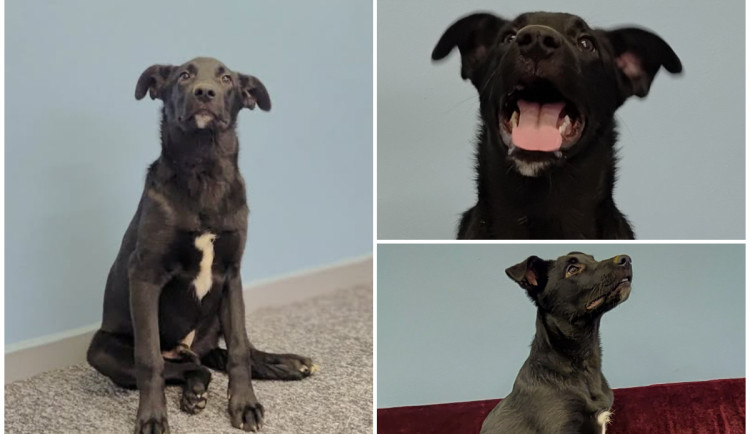 Štěně Larry je zatím bojácné. Bude z něj ale veselý a učenlivý pes