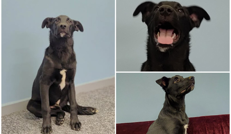 HLEDÁME PÁNÍČKA: Štěně Larry je zatím bojácné. Bude z něj ale veselý a učenlivý pes