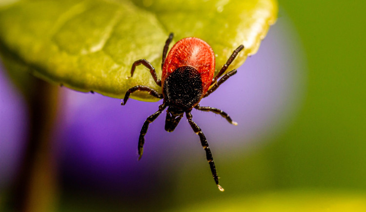 Klíšťová sezona se blíží. Ani ve městě nejste v bezpečí, varují hygienici
