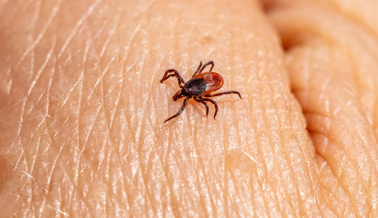 Ilustrační foto. Foto: Poskytl pixabay.com, Erik Karits