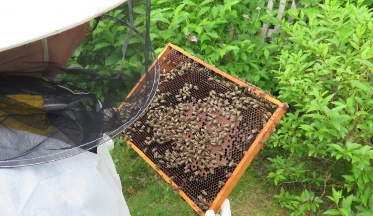 Olomoučtí vědci bojují s varroázou. Včelařům pomůže i mobilní aplikace