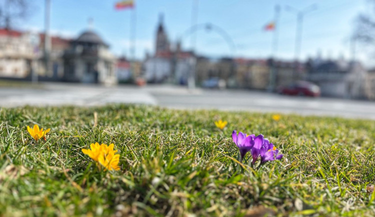 ANKETA: Zima nebo jaro? Teplé počasí dorazilo brzy, v Hradci už kvetou krokusy
