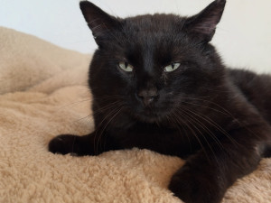 Někdo postřelil Henryho! Po roce je kocourek opět hravý, nedůvěra ale zůstává