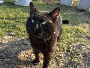 Někdo postřelil Henryho! Po roce je kocourek opět hravý, nedůvěra ale zůstává