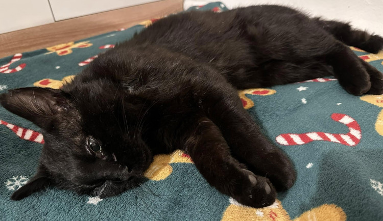 Někdo postřelil Henryho! Po roce je kocourek opět hravý, nedůvěra ale zůstává